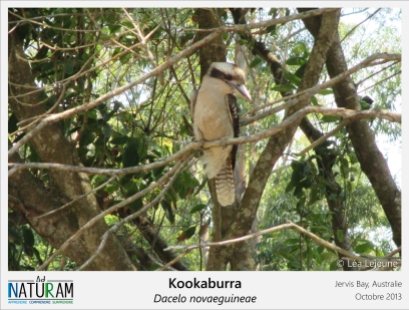 Le kookaburra est un martin-chasseur, de la même famille que les martin-pêcheurs, et vit dans les forêts australiennes. Son cri ressemble au rire d'un singe et a pour cela, il à longtemps été utilisé en bruitage dans les scènes de jungle de plusieurs films, dont certains Indiana Jones, qui ne se passent pas nécessairement en Australie